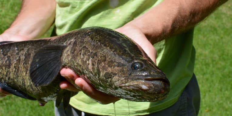 Invasive Snakehead Caught in Missouri for Second Time