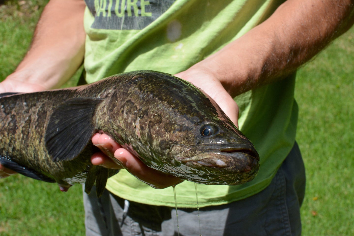 person holds snakehead