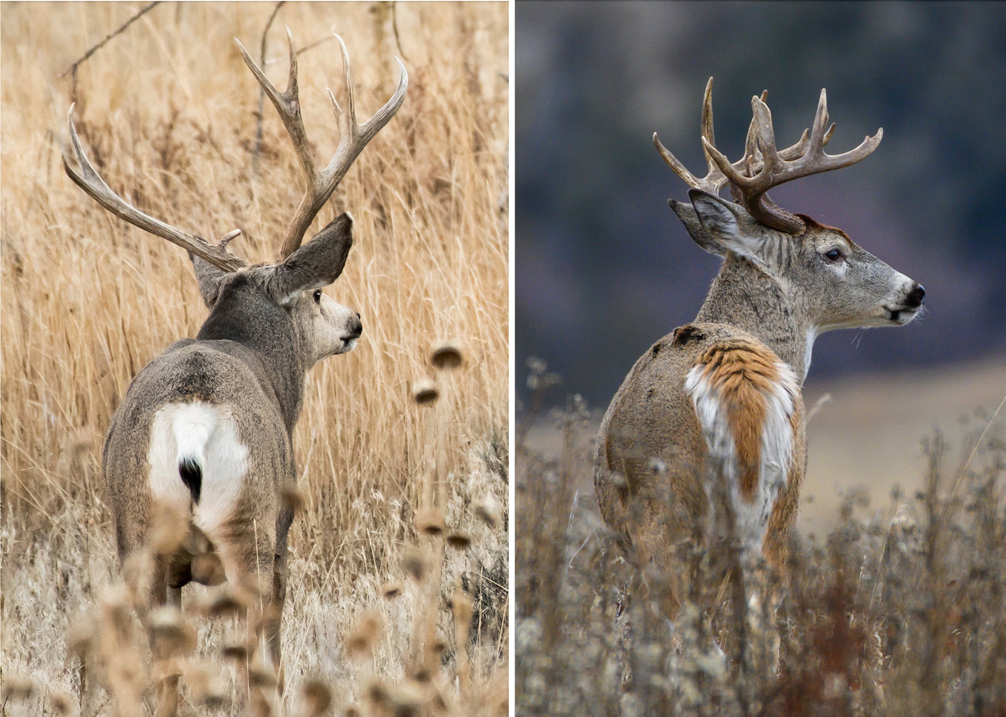 photo of mule deer vs whitetail tails