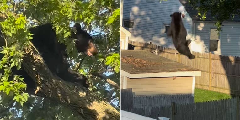 Watch a Tranquilized Bear Fall from a Neighborhood Tree in Rhode Island