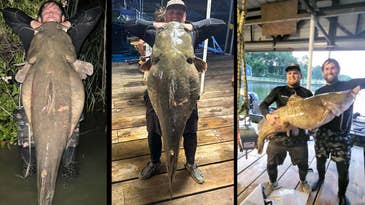 Texas Men Noodle Potential Record-Breaking 98-Pound Catfish