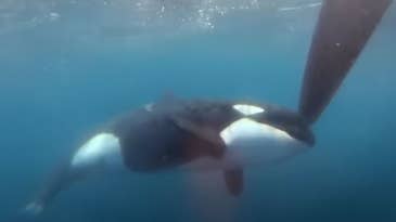Watch Aggressive Orcas Target Another Sailing Ship Off the Coast of Europe