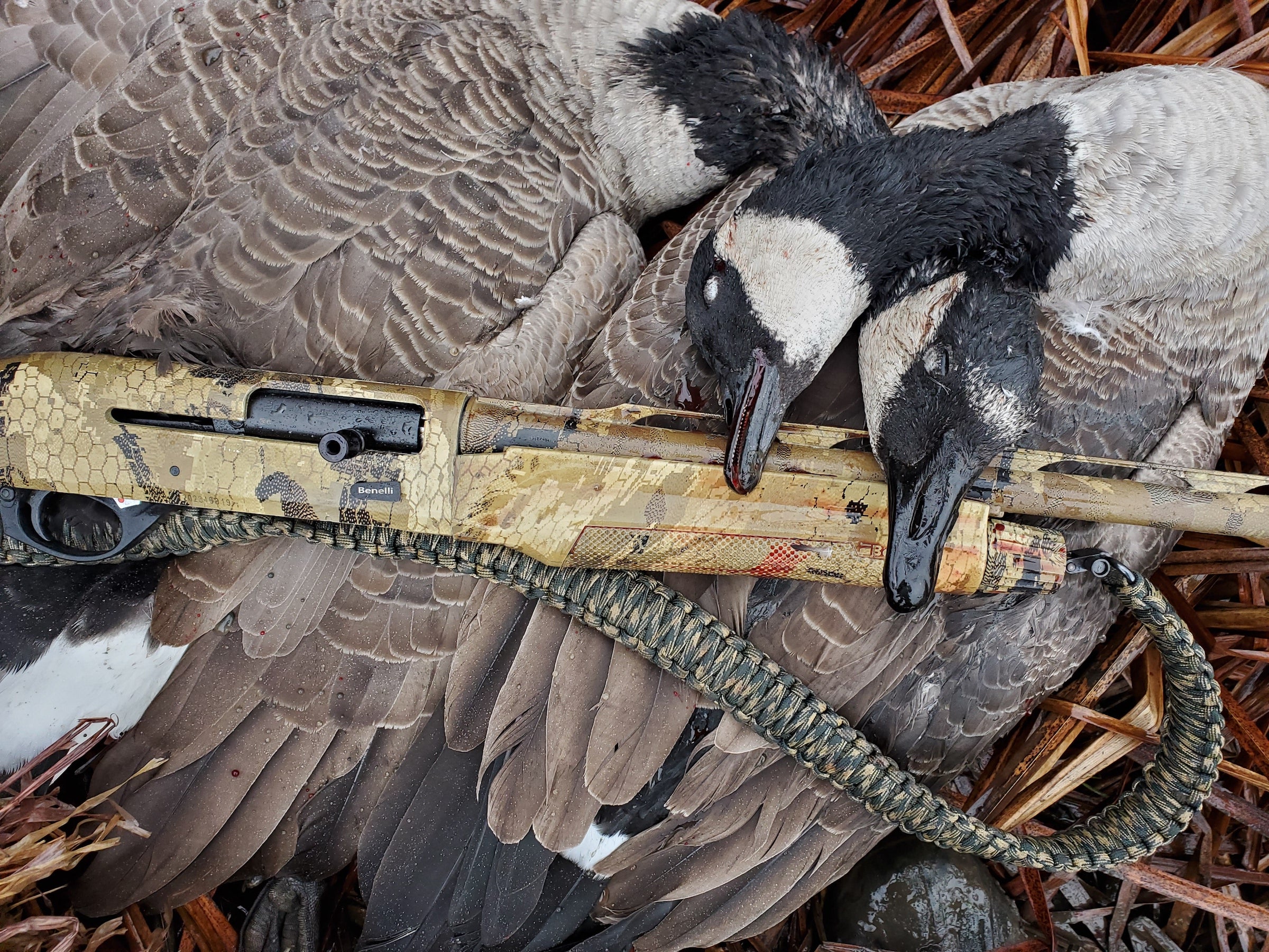Geese next to a shotgun.