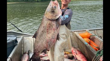 Commercial Fisherman Nets Gigantic Bighead Carp 19 Pounds Heavier Than World Record