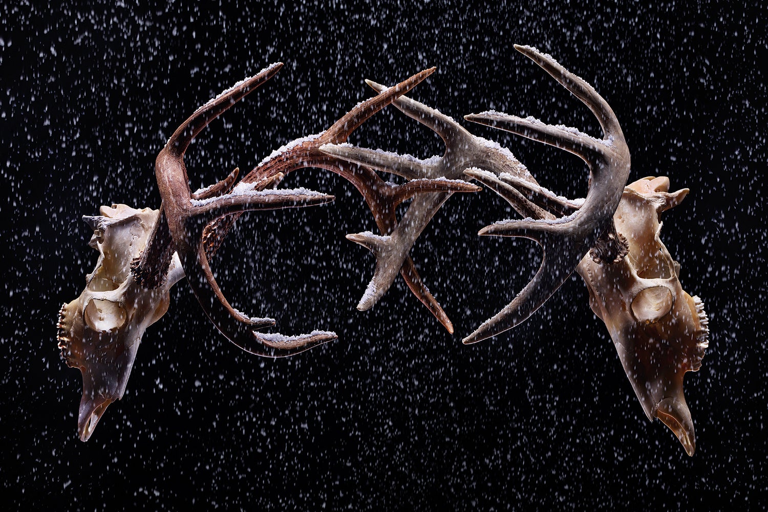 two deer skulls and antlers crashing as if fighting as snow falls