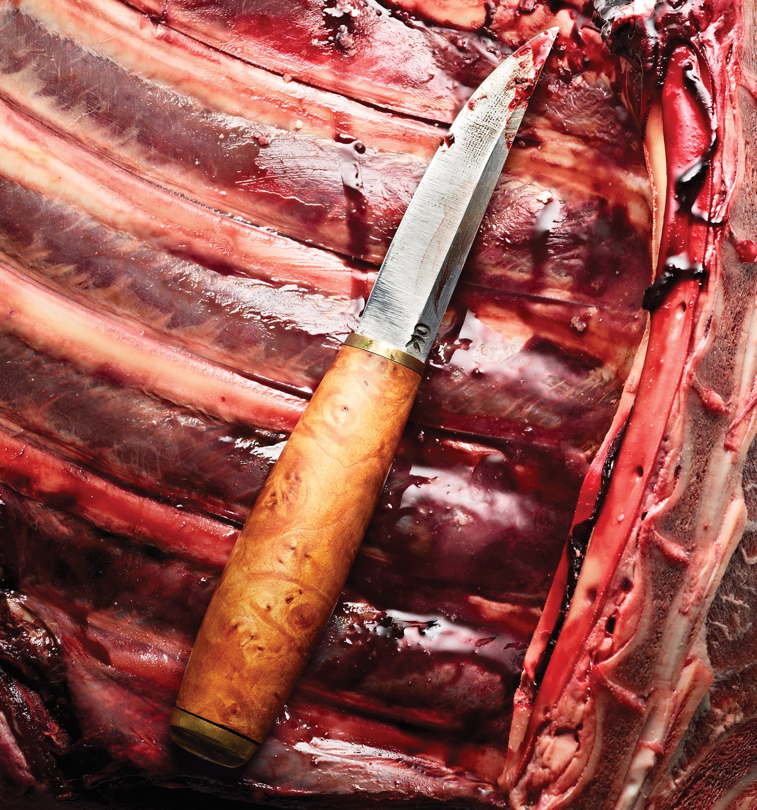 close-up of knife and deer ribs being butchered