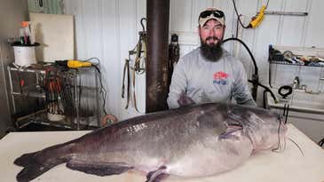 Tennessee Angler Catches Pending State Record 122-Pound Blue Catfish