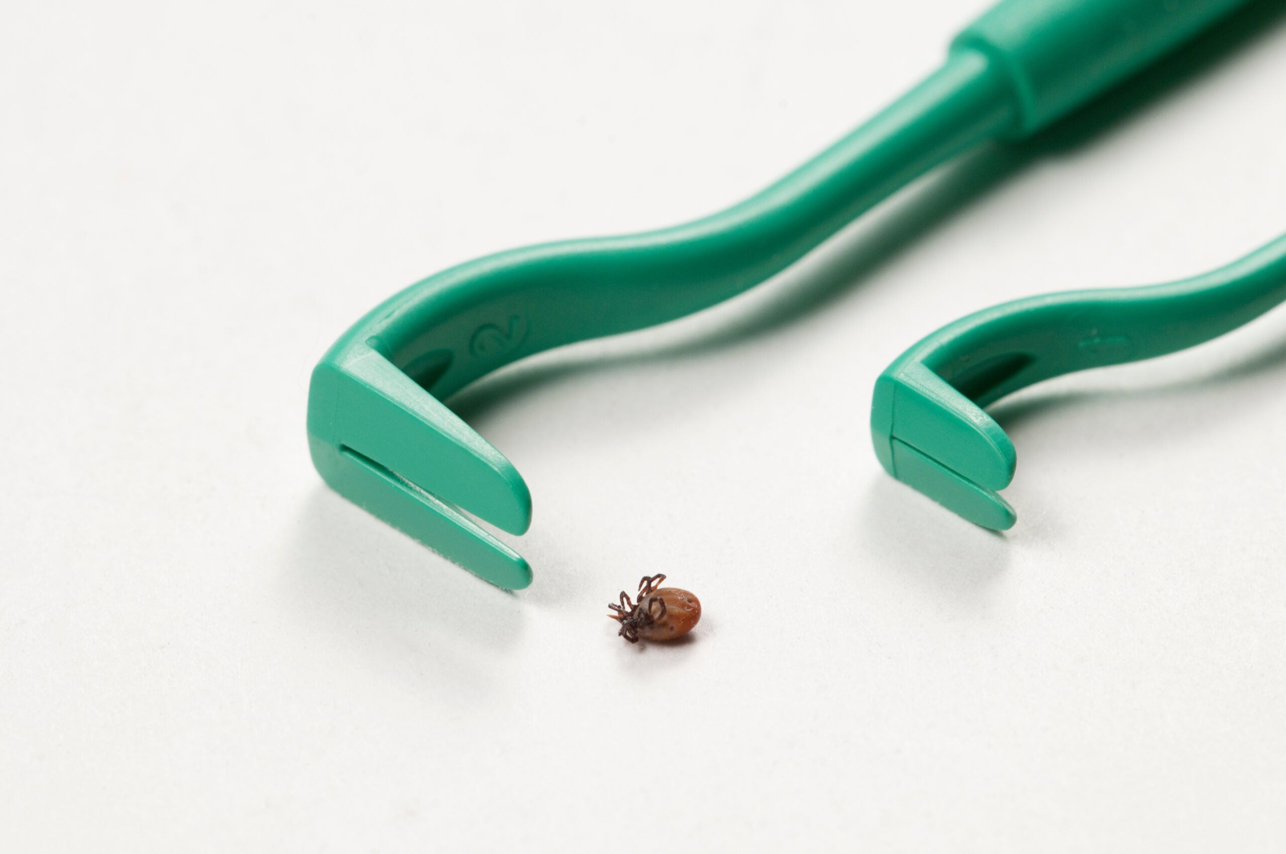 photo of took for how to remove a tick
