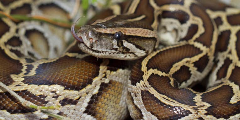 New York Man Pleads Guilty to Smuggling Burmese Pythons into America…in His Pants