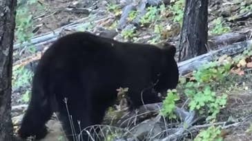 Watch a Black Bear Dig Up a Wasp Nest — and Get Absolutely Swarmed
