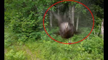 Watch a Wild Turkey Attack a Drone