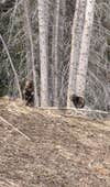 young grizzly bear cubs