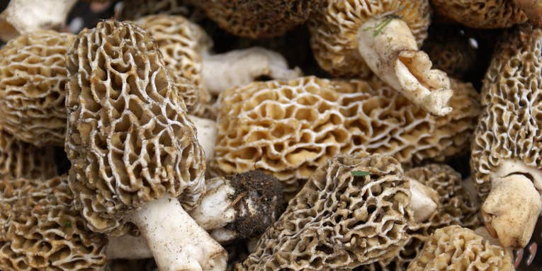 Bag Limits for Morel Mushroom Hunters?