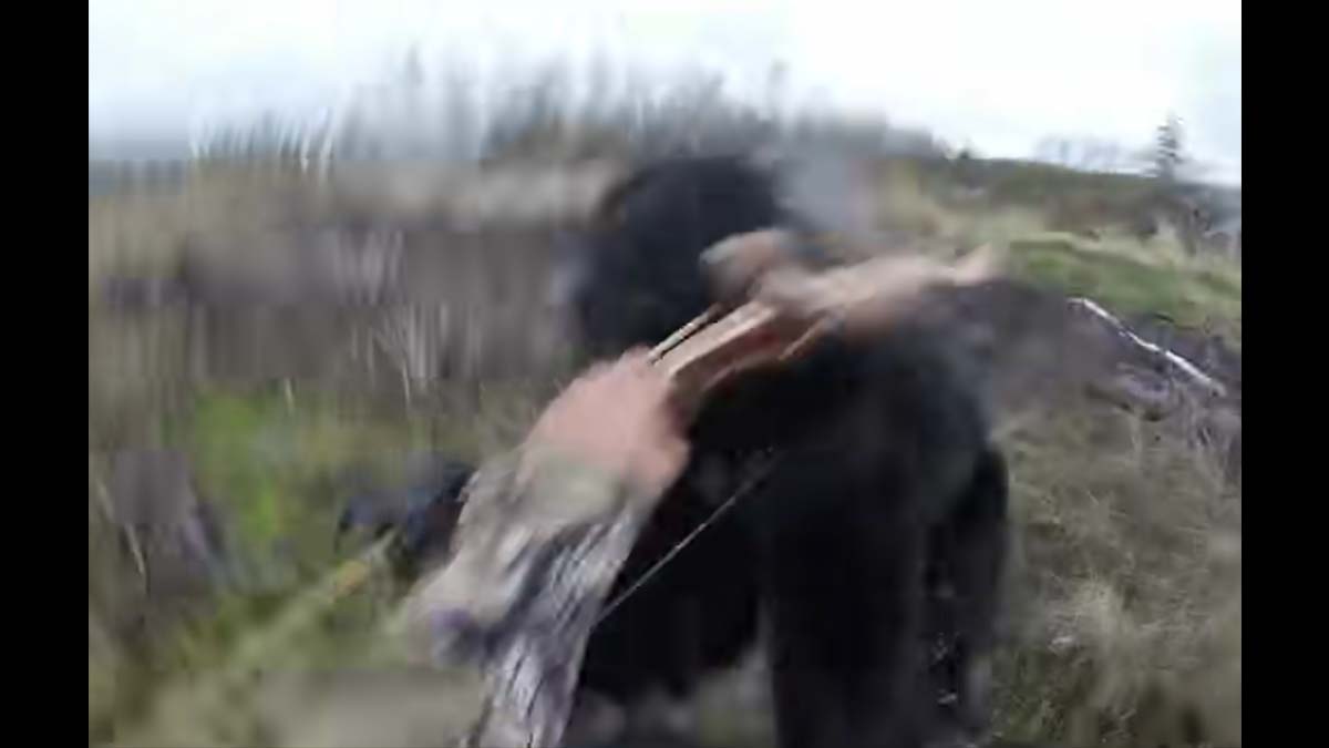 black bear attacks bowhunter