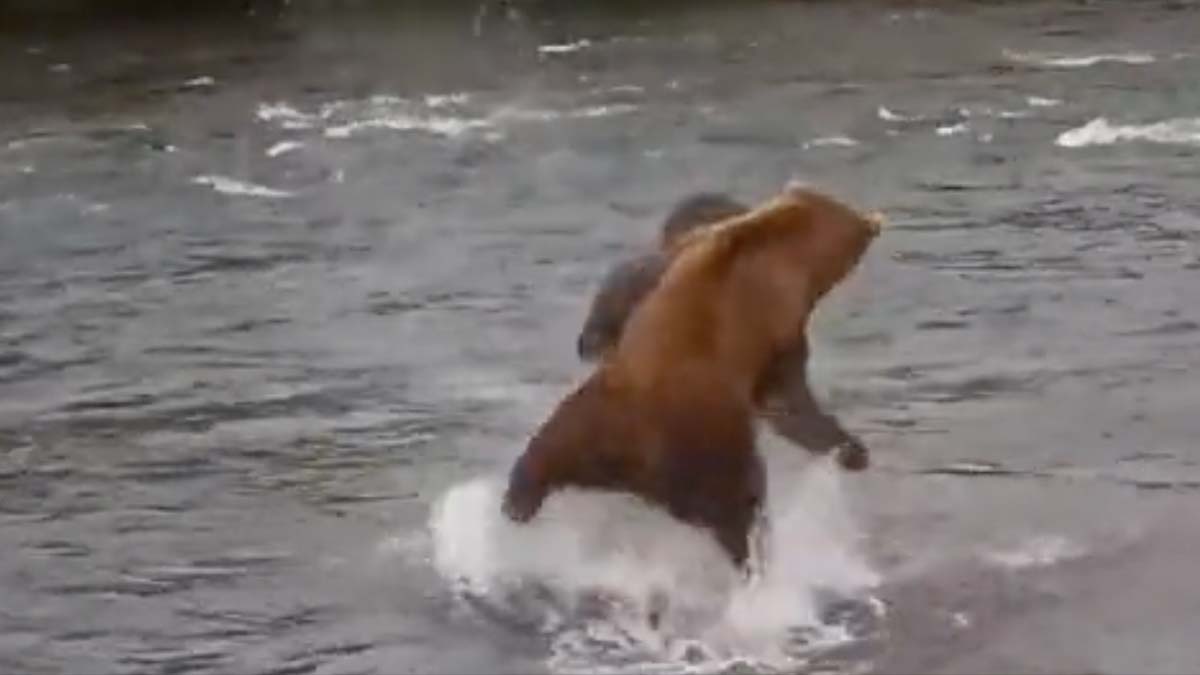 brown bears battle