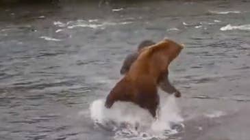 Watch Two Massive Brown Bears Battle Over a Fishing Spot