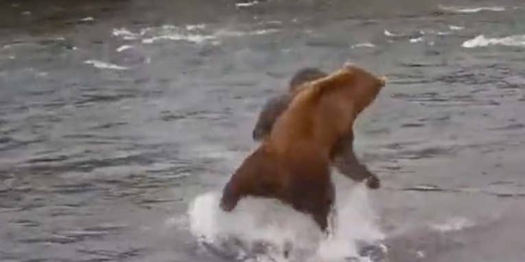 Watch Two Massive Brown Bears Battle Over a Fishing Spot
