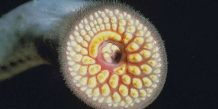 “The Stuff of Nightmares!” Great Lakes Fisheries Managers Battle Rise in Invasive Sea Lampreys