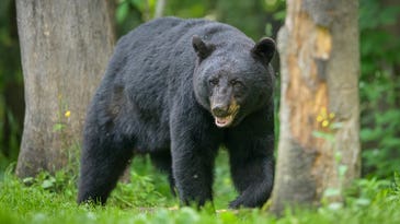 64-Year-Old Maine Woman Punches Bear in the Face