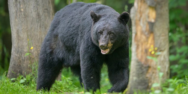 64-Year-Old Maine Woman Punches Bear in the Face