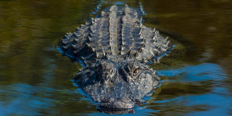 Alligator Attacks and Kills 69-Year-Old Woman in South Carolina