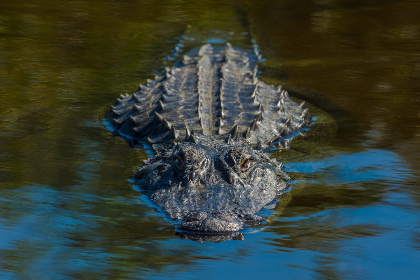 Alligator in water close and upfront