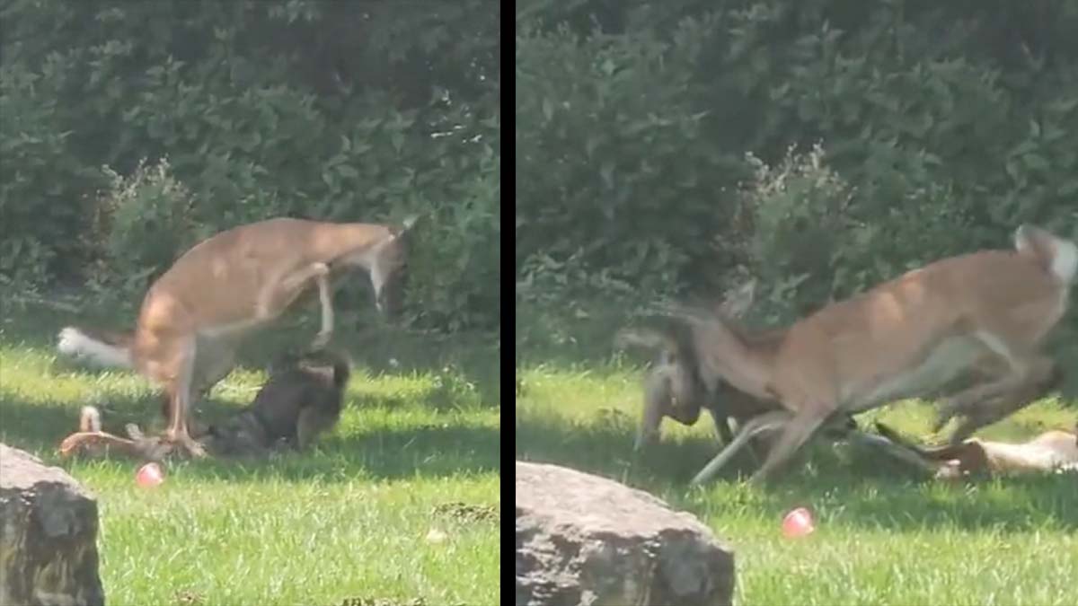 doe attacks coyote protecting fawn