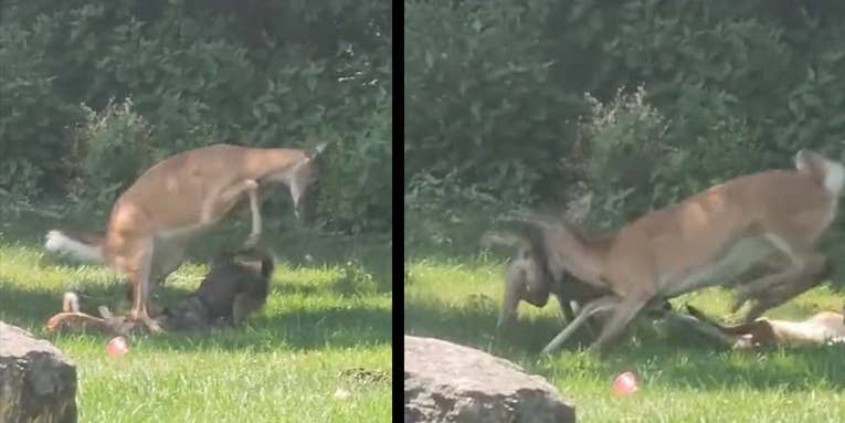 Watch a Whitetail Doe Stomp a Coyote Attacking Her Fawn
