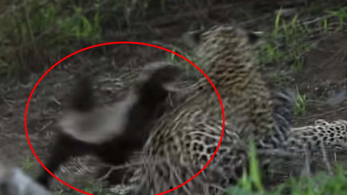 Honey badger attacks leopard