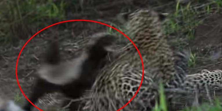 Watch a Honey Badger Save Its Cub from the Jaws of a Leopard
