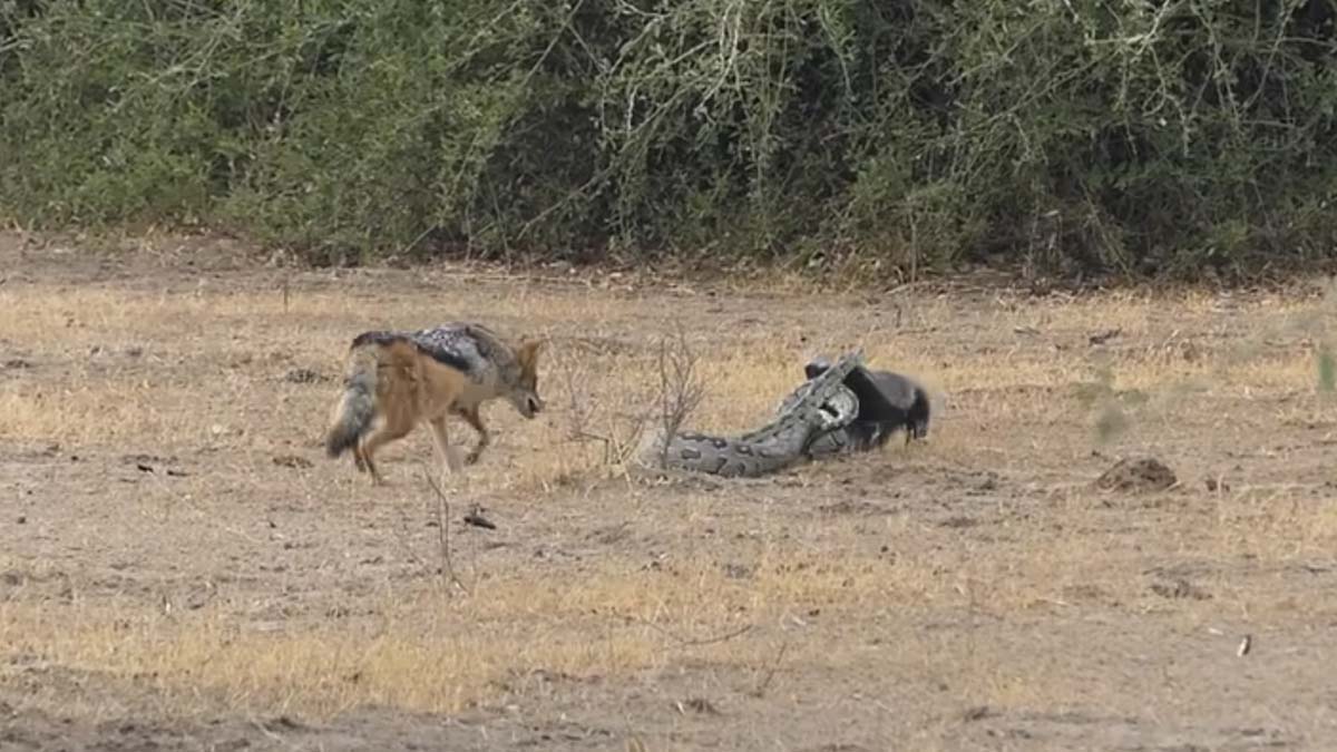 badger fights python fights jackal