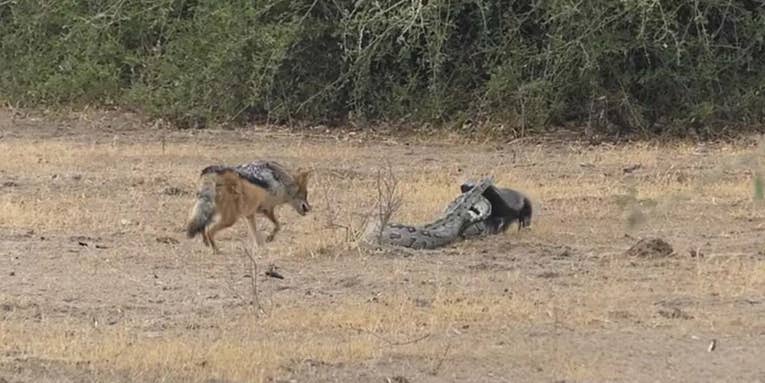 Watch an Epic Battle Between a Python, Honey Badger, and Two Jackals