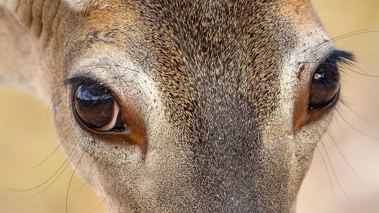 photo of a deer's eyes for what colors can deer see