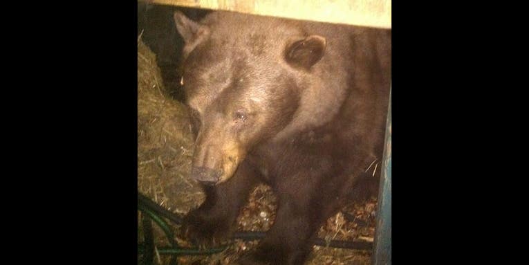 Black Bears Are Digging Under California Homes. The Reason Why Might Surprise You