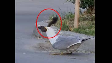 Watch a Seagull Scarf Down a Squirrel Whole