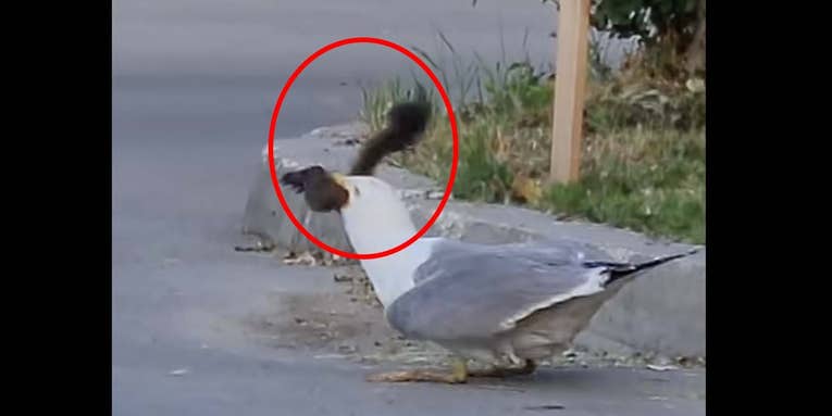 Watch a Seagull Scarf Down a Squirrel Whole