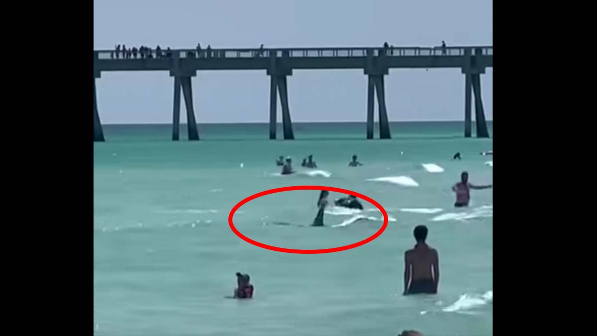 shark swims near people
