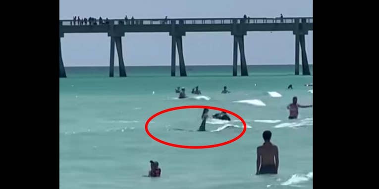 Watch Massive Sharks Swim Feet from Beachgoers in Florida