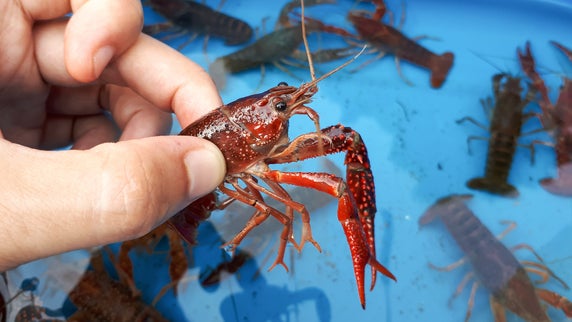 How to Keep Crawfish Alive