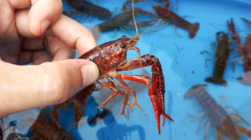 How to Keep Crawfish Alive