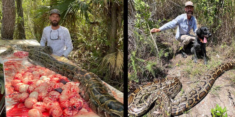 Florida Snake Hunter Bags 16-Foot Burmese Python Loaded with 60 Eggs