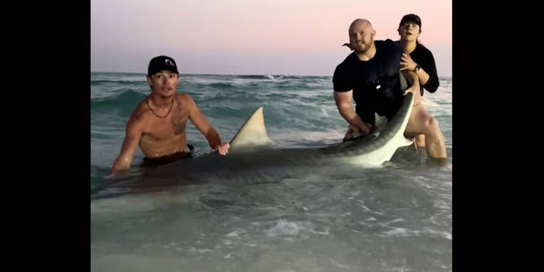 Honeymooners Catch 800-Pound Tiger Shark—Together