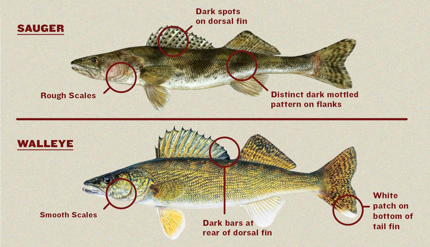 illustration of sauger vs walleye