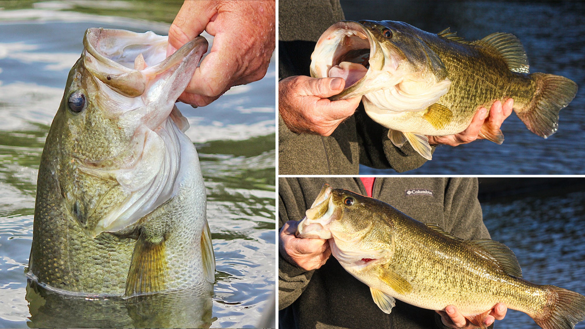 How to Hold a Largemouth Bass  
