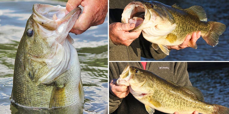 How to Hold a Bass—3 Ways