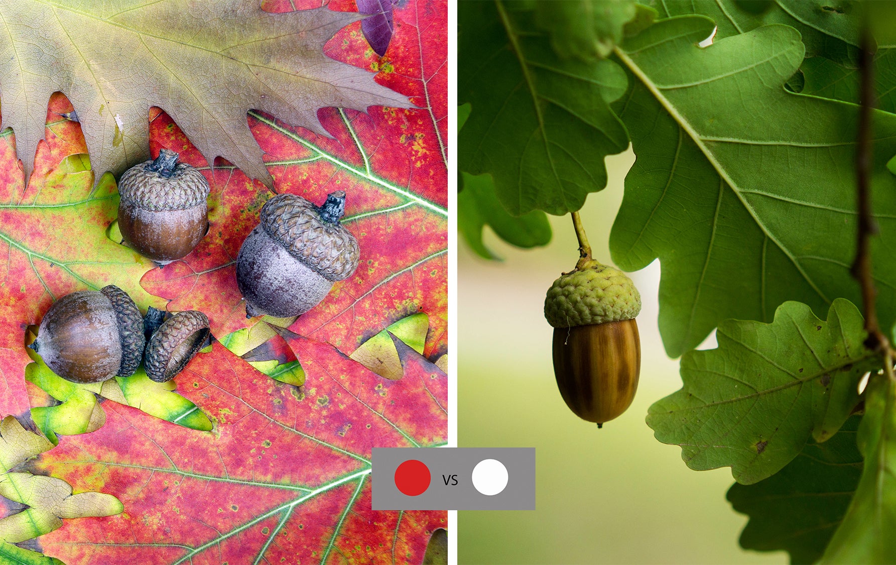 photo. of red oaks vs white oak acorns