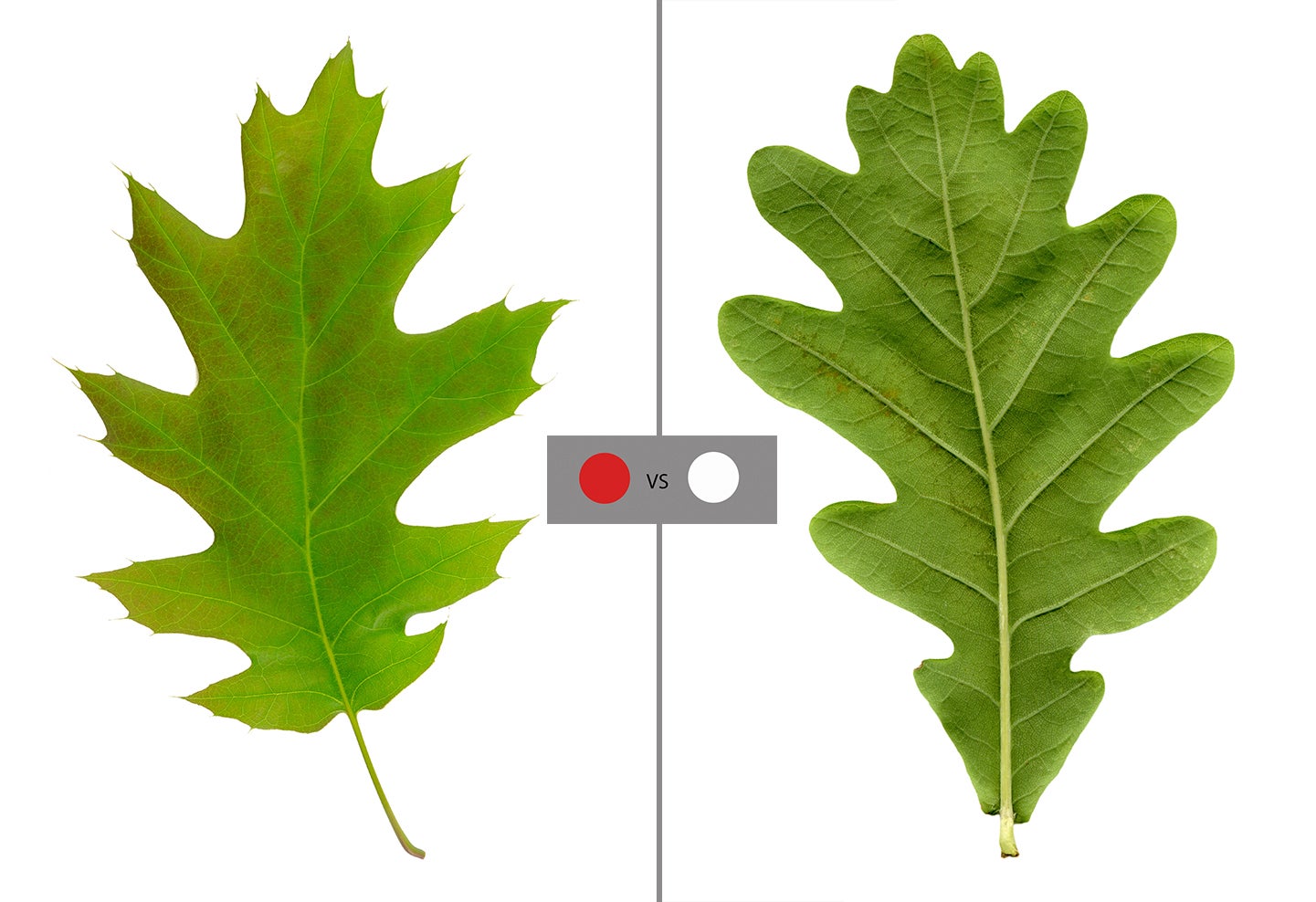 photo of red oak vs white oak leaves