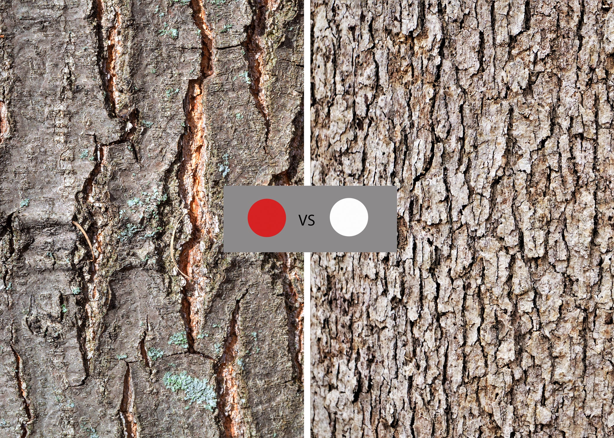 photo of red oak vs white oak bark