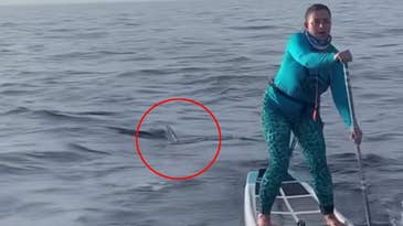 Watch a Stealthy Hammerhead Shark Circle Two Paddleboarders in the Atlantic Ocean