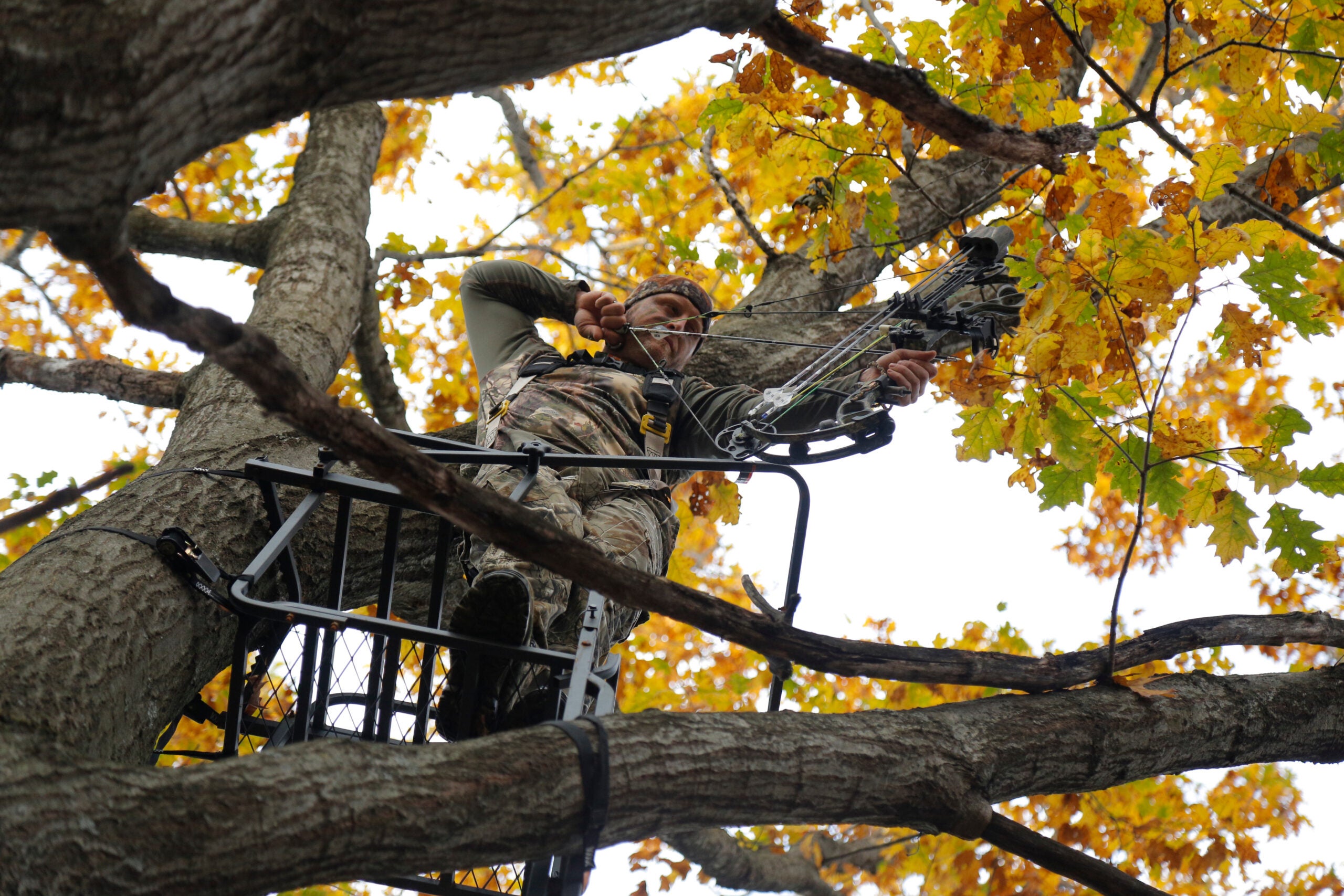 photo of tree-stand hunter in red oak tree